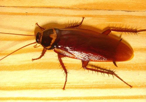 Cockroach Pest Control