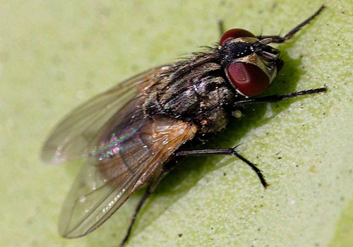 Fly Control