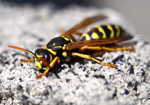 Yellow Jacket Control
