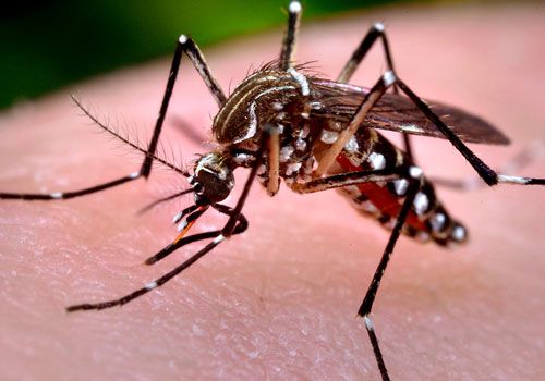 Mosquito Pest Control