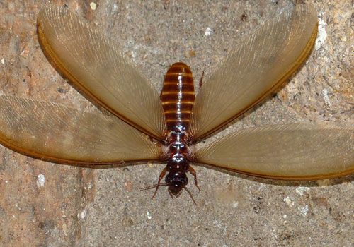 Termite Pest Control